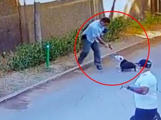 (VÍDEO) Hombre amenaza a un pitbull, sin correa, con una pistola