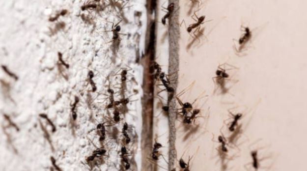 ¿Cómo hacer para que la plaga de hormigas se vaya de tu casa?