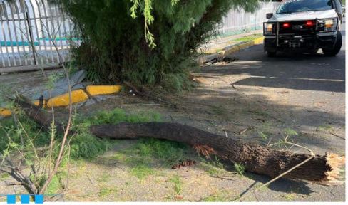 Monterrey: Maestra esperaba el camión cuando le cayó un árbol encima