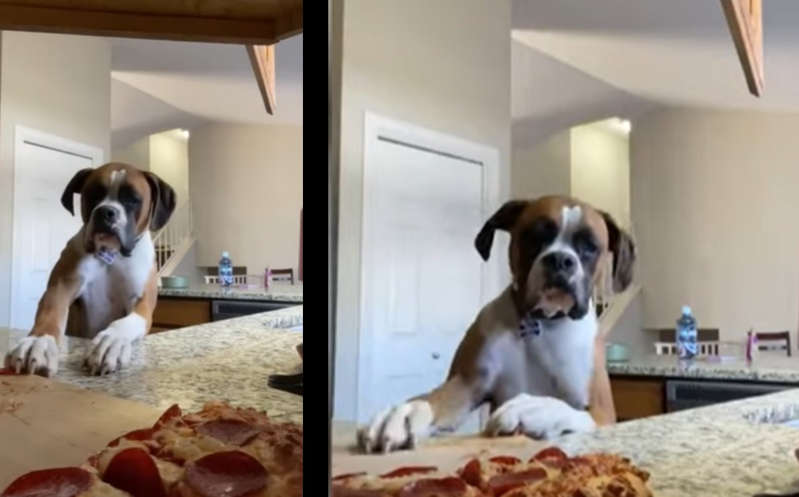 (VÍDEO) Captan a perrito tratando de robar pizza