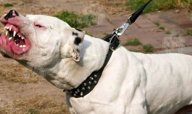 Pitbull ataca a pequeñ@ de un año y la desfigura