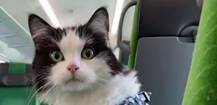 Gato viaja cinco horas en tren, en Finlandia las mascotas son aceptadas