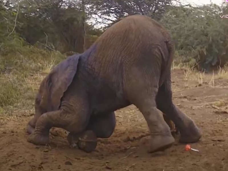Así fue el rescate de una cría de elefante atrapada en una trampa