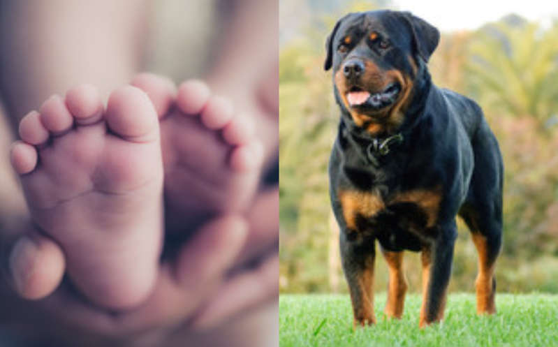 Muere bebé de 10 meses tras sorpresivo ataque de dos rottweiler