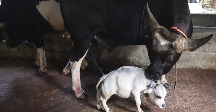 Con la vaca más pequeña del mundo buscan un récord de Guinness