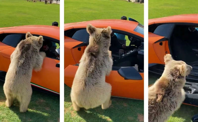 Oso pequeño arranca sin querer la puerta de un Lamborghini Huracán