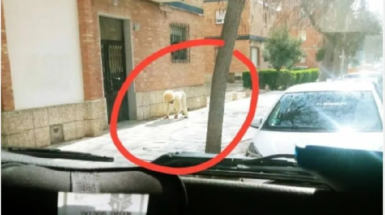 Hombre se disfraza de perro para salir de casa y evitar ser multado