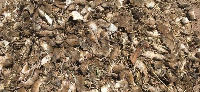 Plaga de ratones afecta gravemente a agricultores australianos