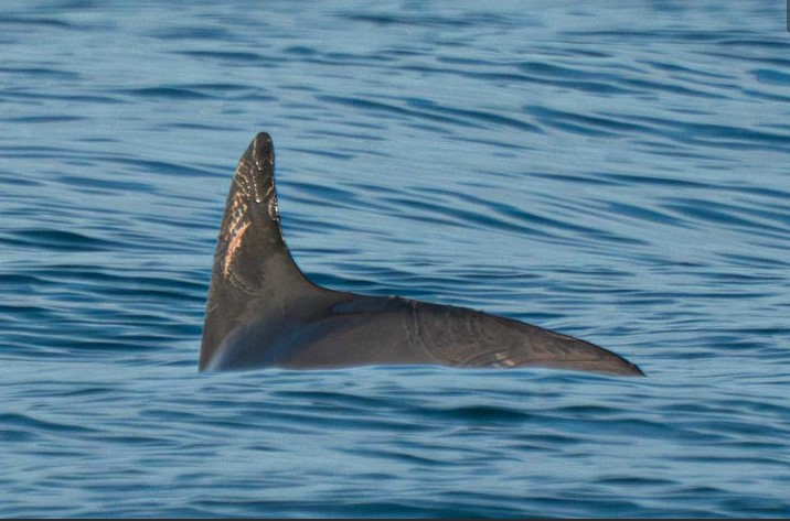 Dos crías de vaquita marina ubicadas entre 13 ejemplares en el Alto Golfo de California