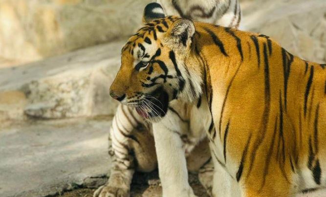 Tamaulipas: Tigre se escapa de zoológico y causa alerta en la población