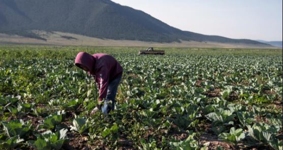 Austeridad de la 4T deja sin seguros a sector agropecuario