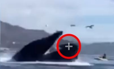 (VÍDEO) Captan cómo ballena se traga a vacacionistas de un bote