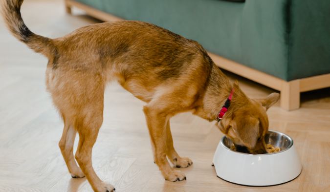 Profeco da a conocer las 4 mejores marcas de croquetas para perros