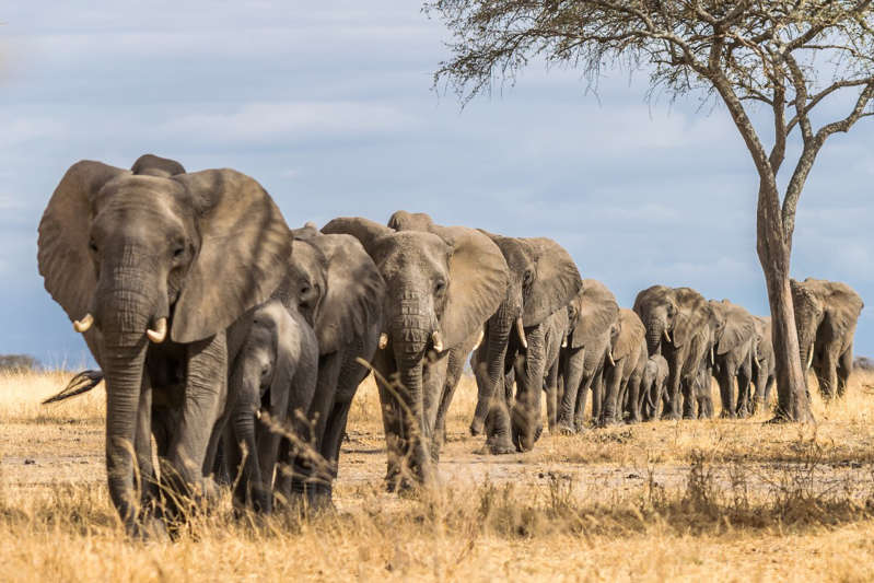 Turista muere al ser atacado por elefante hembra en parque de Zimbabue