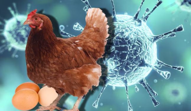 ¿Cómo se transmite a humanos la gripe aviar que puede causar la muerte?