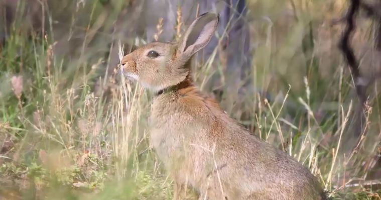 ¡Malas noticias!: el conejo ya está en peligro de extinción en varios países
