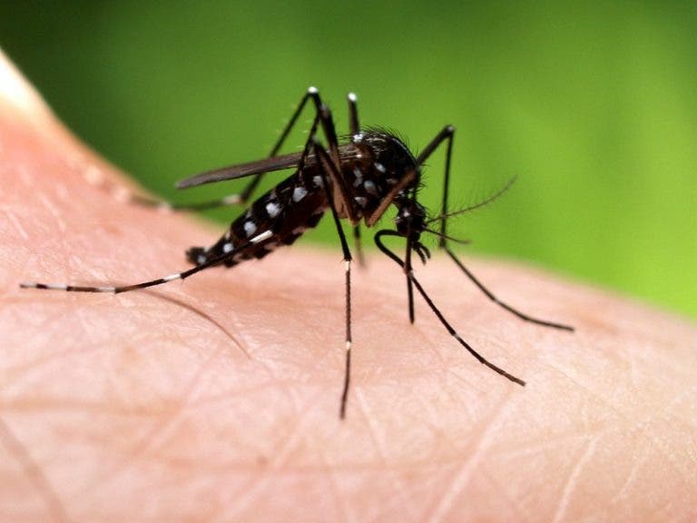 Según  estudio el dengue podría dar inmunidad contra Covid-19