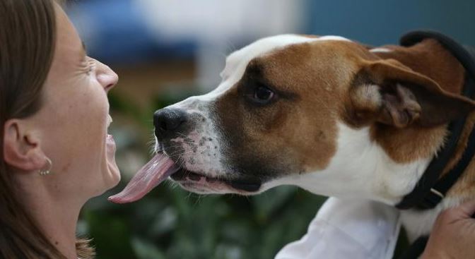 Estudio: Perros y gatos transmitirían superbacterias resistentes a antibióticos