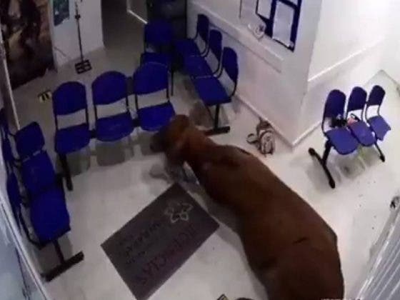 Una vaca causa estragos en la sala de espera de un hospital