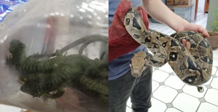 Decomisan boas, lagartos, iguanas y un armadilloLas en Oaxaca y Jalisco