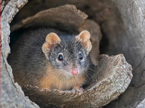 Ratón marsupial dentón prefiere no dormir ni comer por su adicción al sexo