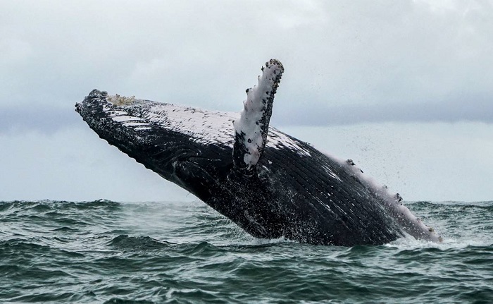 Una ballena se “traga” a un pescador frente a Massachusetts, EE.UU.; lo escupe vivo