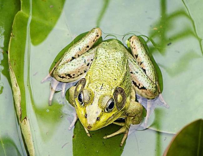 Aparece una rana viva en una ensalada empaquetada