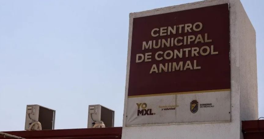 En Mexicali sacrifican a 3,500 perros callejeros