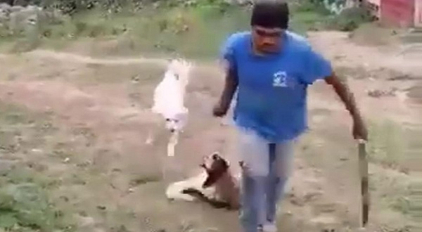 (VÍDEO +18) Sujeto desalmado ultima a perrita con un machete en Edomex