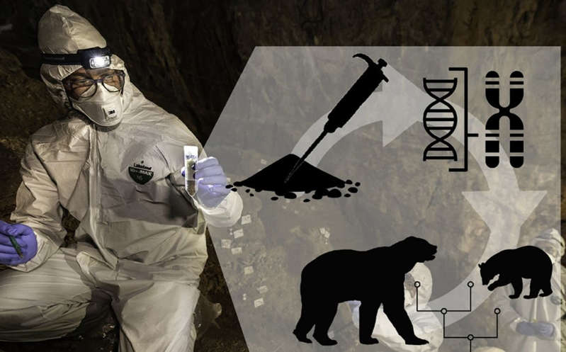 México: Recrean genoma de un oso de la Edad de Piedra con ADN de una cueva