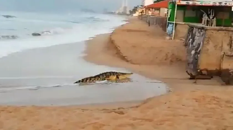 VIDEO: Atrapan a gigantesco cocodrilo en playas de Mazatlán
