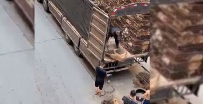 (HAY VIDEO) En China descargan jaulas con perros para su venta en mercados