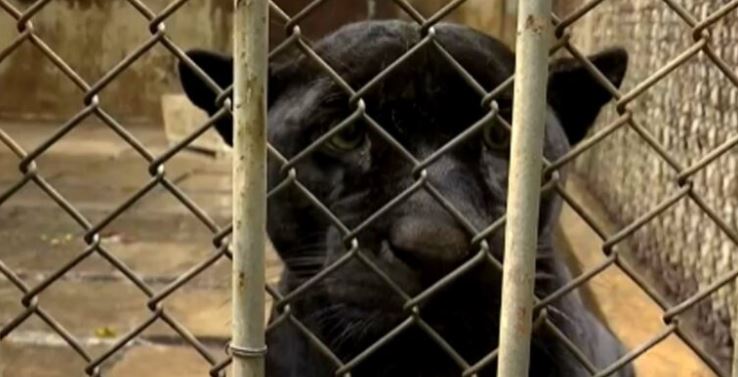 Perrita se convierte en nodriza temporal de cachorro pantera