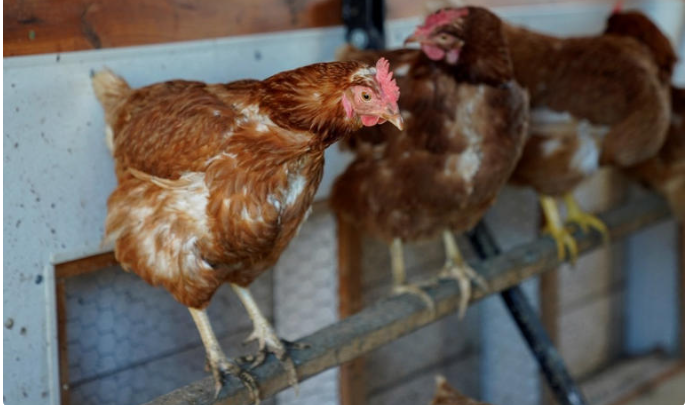 Confirman fallecimiento de menor contagiada con influenza aviar en Coahuila