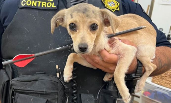 Hieren a perrito con una flecha; veterinarios lo salvan