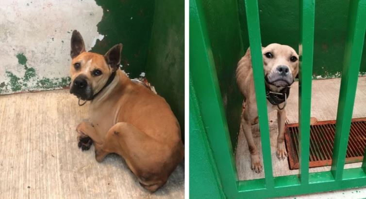 CDMX: Rescatan a 13 pitbull tras denuncia por maltrato animal