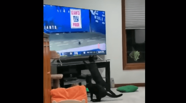 Gatos se emocionan al ver por TV a otro durante juego de fútbol americano