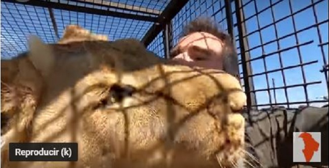 (VÍDEO) Entró a jaula de león para tomarse ‘selfie’ ¿Qué crees que pasó?