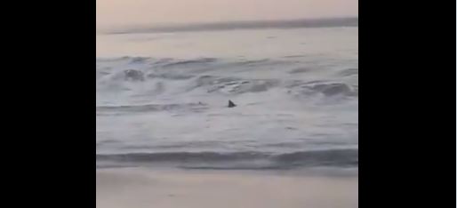 (VÍDEO) Oaxaca: Restringen acceso a playas por inusual presencia de tiburones