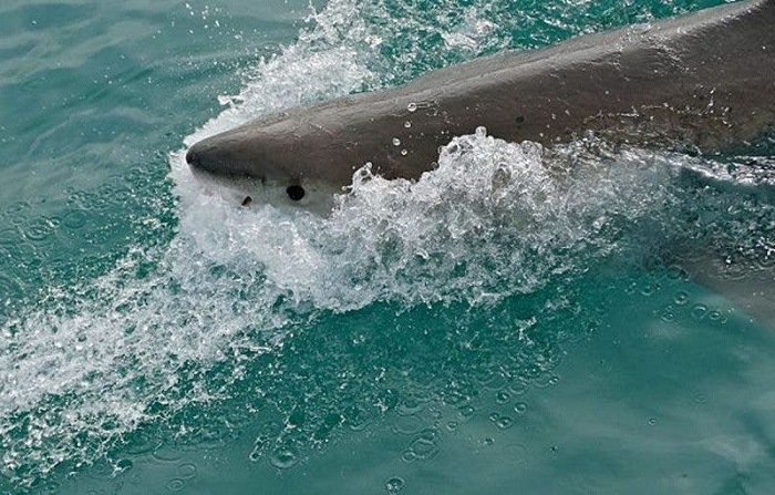 Surfistas se salvan de ser devorados por un tiburón