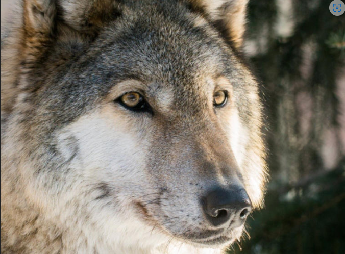 Bebé de 3 meses muere en las garras de un lobo que su familia tenía como mascota