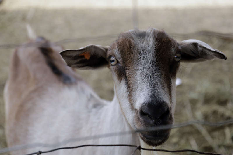 ¿Fue el 'chupacabras'? Extraño animal mata a 43 cabras en La Laguna