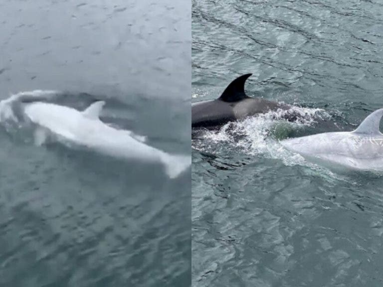 Ven en playas de Alaska un raro espécimen de orca blanca