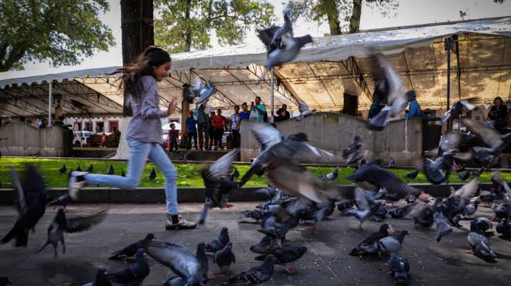 Más de un millón de niños en México tienen altos niveles de plomo