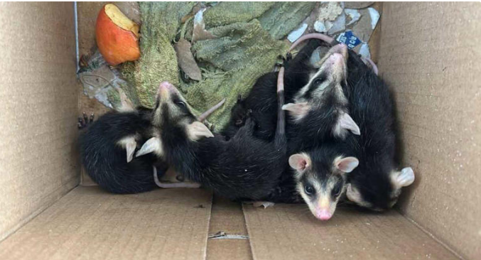 Unidad de rehabilitación de fauna en Pachuca recibe 24 tlacuaches