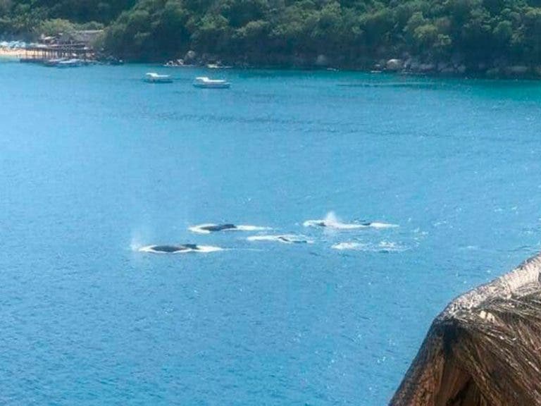¡Hermoso! Avistan ballenas en costas de Acapulco, Guerrero