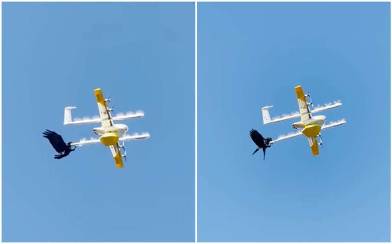 (VÍDEO) Un cuervo 'pelea' con dron que entregaba un paquete