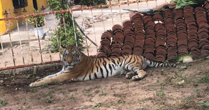 Sinaloa: Violencia impide rescate de tigresa amarrada a un árbol