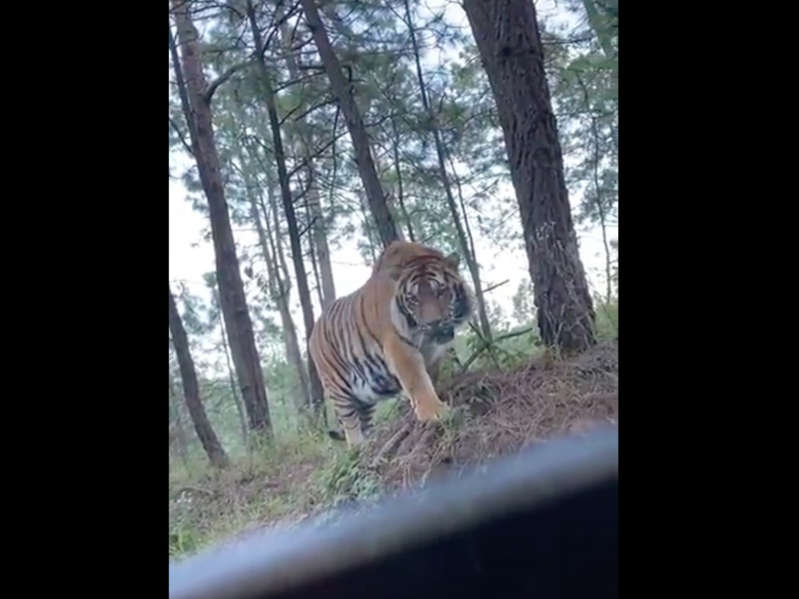 Graban a un tigre de bengala en la carretera Tapalpa-Juanacatlán, Jalisco