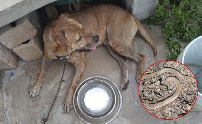 M otul: Perrito defiende de una serpiente a su ama de 11 años